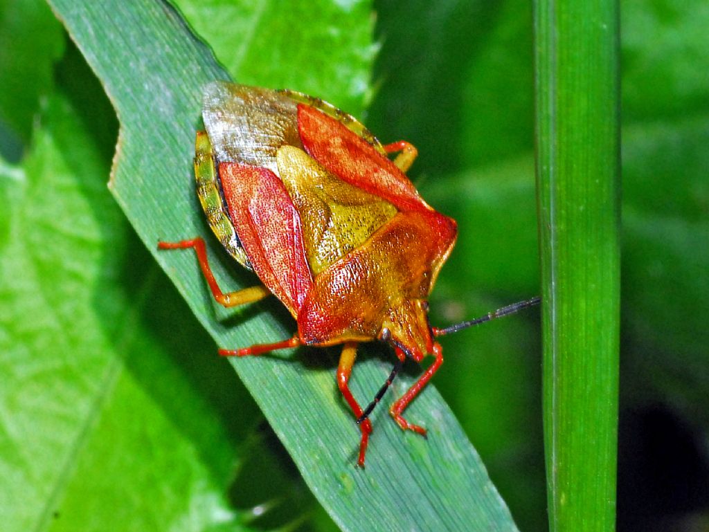 Carpocoris ... e poi?